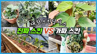 진짜 스킨답서스 VS 가짜 스킨답서스!! 대왕스킨답서스 키우기 대성공!!