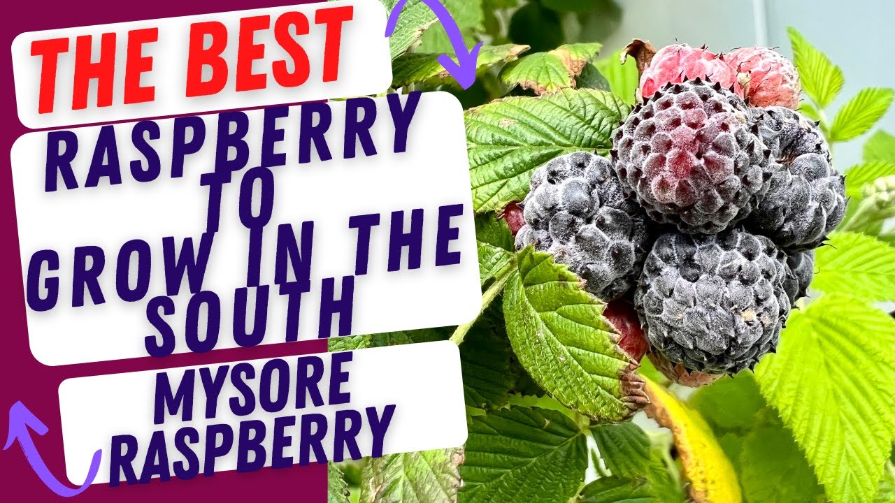 The Best Raspberry to Grow in the South - MYSORE RASPBERRY - YouTube