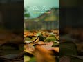 Marudhani Song WhatsApp Status AR RAHMAN WhatsApp Status ️ Trendingshorts