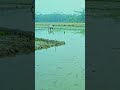 Pagol Mon Village Life Bhrom Pagolmon Song Music Cinematic Drone