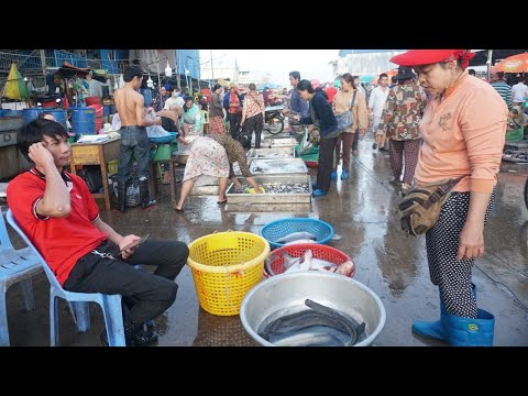 Many Alive Fish, Dry Fish, Sea Food & More Food - Walk Around Prek Phnov Fish Market in The Morning