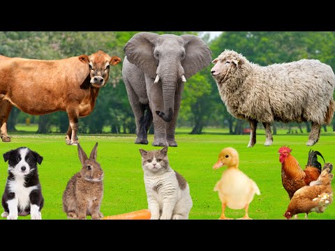Farm Animal Habitat: Cow, Dog, Pig, Sheep, Cat, Horse, Chicken, Goat, Duck, Parrot – Animal Moments