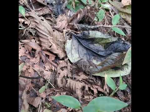 Rhinella acutirostris Gonzalo Díaz de Pineda El Chaco Napo Ecuador #Rhinellaacutirostris #wildiegos