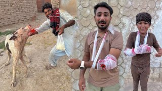 Plz Help Bully Dog 🐕 Ne Bahat Ziyadah Naqsan Kar Diya 😱😱