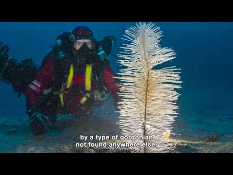 Gombessa VI Mission Cap Corse  - Episode 06