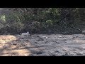 White Lion Cub Spotted In Kruger National Park