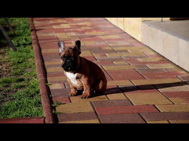 Französische Bulldogge welpen kaufen