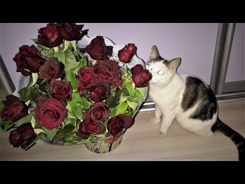 НАША МУРКА НЕ НАШЛАСЬ (((