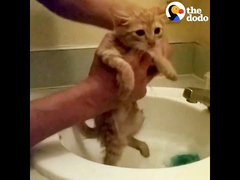 How To Give A Kitten A Bath - YouTube