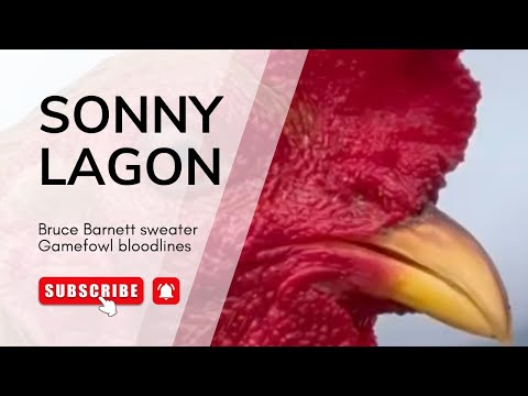 Sonny Lagon (Bruce Barnett sweater)