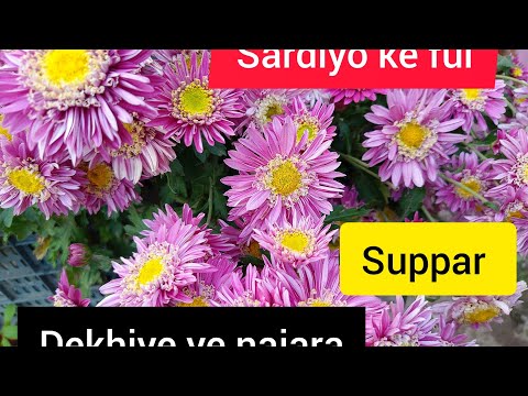 dekhiye saradiyo ke kuchh flowers plant mere is vrinda gaden me