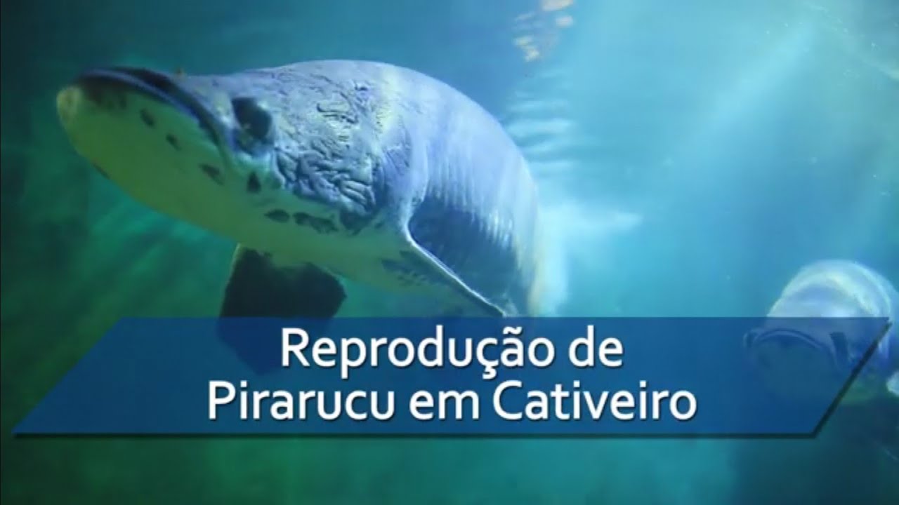 Embrapa - REPRODUÇÃO de PIRARUCU em CATIVEIRO  - vídeo técnico