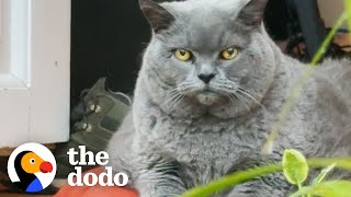 Chonky Senior Cat Exercises For The First Time | The Dodo by The Dodo