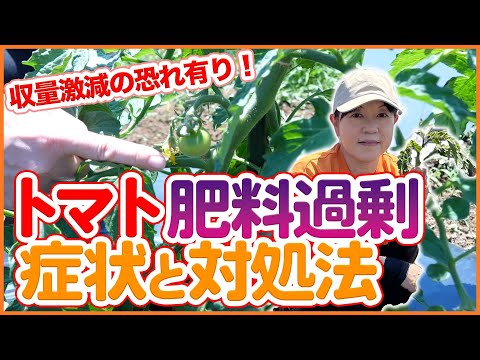 トマトのコーヒー粉の量はどれくらいですか?収穫量を向上させる最適な肥料  庭園