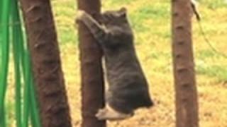 Confessions: Animal Hoarding- 29 Cats + 9 Dogs