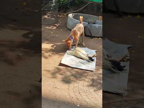 🥹 కుక్క కున్న విశ్వాసం మనిషికి ఉండదు మనిషిని కుక్కతో కూడా పోల్చొద్దు ఆ కుక్కకి ఉన్న విలువ పోతుంది 🙏💔