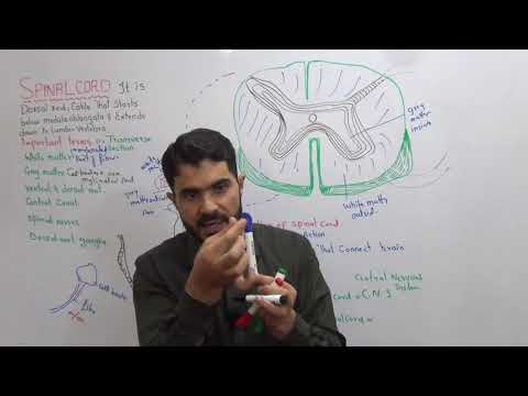 L-12 Spinal cord detail structure grey matter and white matter