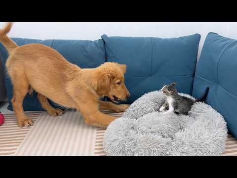 YouTube 썸네일