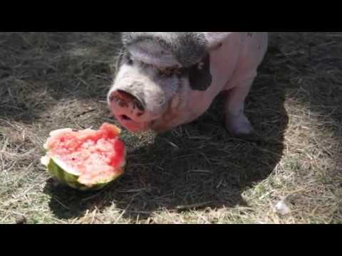 , title : 'Que comen los cerdos de granja para crecer sanos y fuertes.'