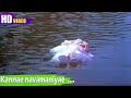கண்ணே நவமணியே பாடல் Kannae Navamaniyae Song Suhasini En Bommukutty