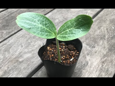 園芸 ひょうたんの木、ひょうたんの木