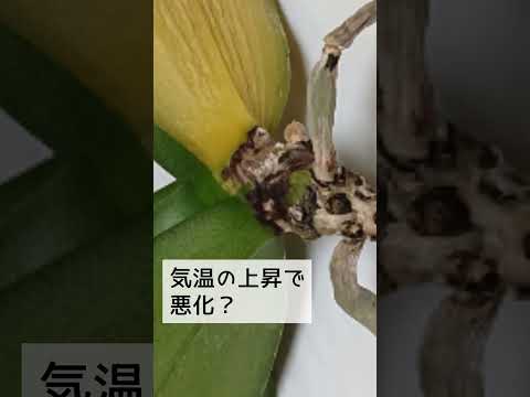 茎のなくなった蘭を再び咲かせるにはどうすればよいでしょうか？私たちのシンプルなソリューション!  庭園