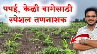 पपई, केळी पिकसाठी तणनाशक 🔥 keli papai pikatil tannashak