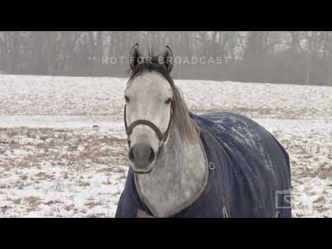 12-26-2022 Versailles, KY - Horses Wearing Coats in Kentucky