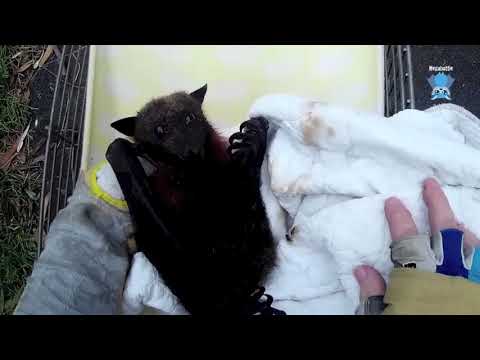 Rescuing a bat found on the ground:  this is Amour