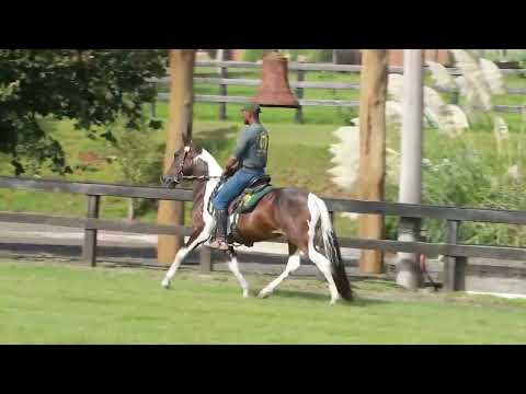 LOTE 17 TEXTOR KOLMEIA