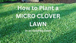 How to Plant Micro Clover in an Existing Lawn