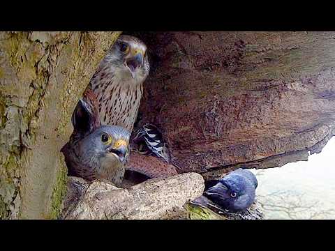 Kestrel Attacked by Cunning Jackdaws | Apollo & Athena | Robert E Fuller