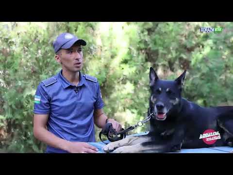 🐕‍🦺 Xorazm viloyati IIB JTS boshqarmasi Kinologiya bo‘linmasi safdor xodimi Jurʼat Ramatov faoliyati