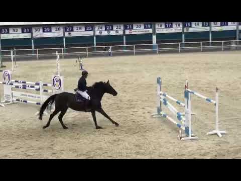 Villena (Elvaro x Vigaro) 2021/08/28 CSN Drzonków - MR 120 cm I SPRZEDANA / SOLD