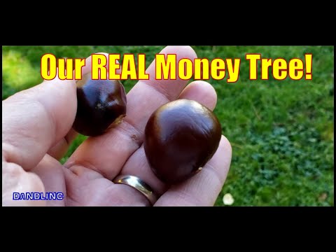Our REAL MONEY TREE! (Horse Chestnut)