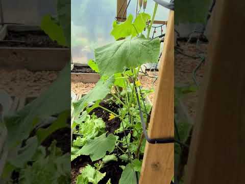 Rapport från Tunnelväxthuset 5 Juli 2020