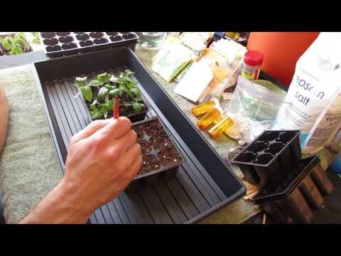 For New Gardeners: How to Start/Plant Pepper Seeds Indoors for Transplants - MFG 2014