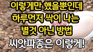 이렇게만 했을뿐인데 하루 먼저 싹이 나는 별것도 아닌 방법 -씨앗 파종은 이렇게!