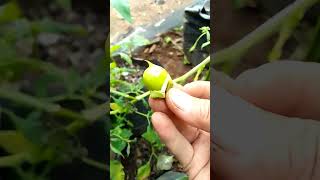 Download lagu Buah SULTAN 1000 manfaat mp3