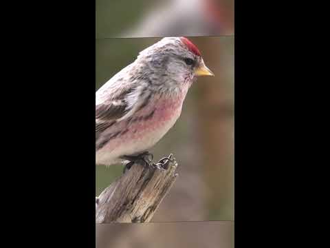 Redpoll Bird || Common Redpoll Bird || Planet N Nature #shorts