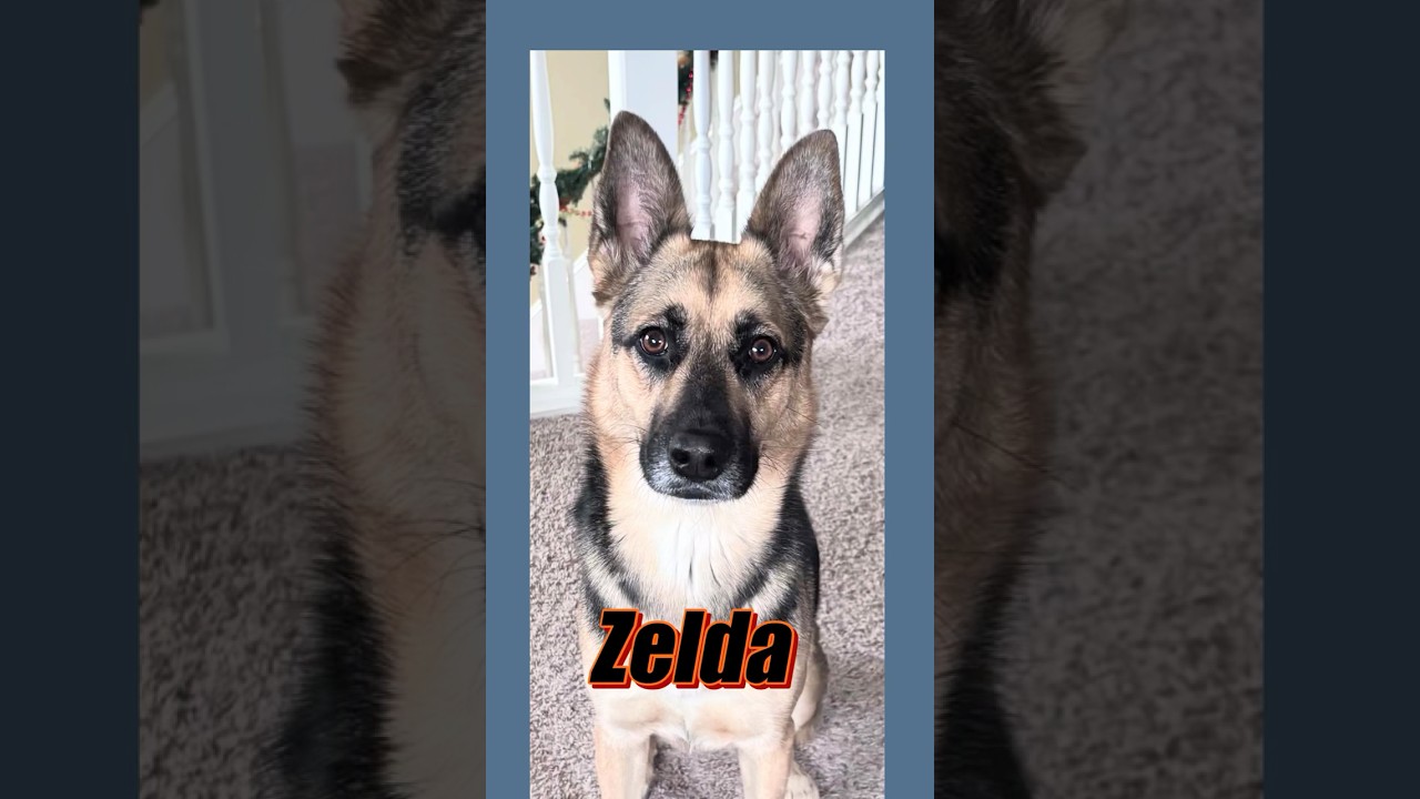 Enlarge Zelda, a Adoptable mixed breed in Denver, CO video 5/5