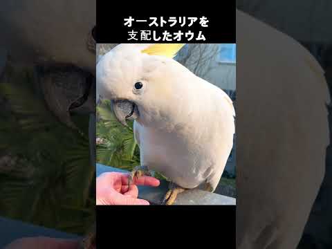 オーストラリアのオウムの名前