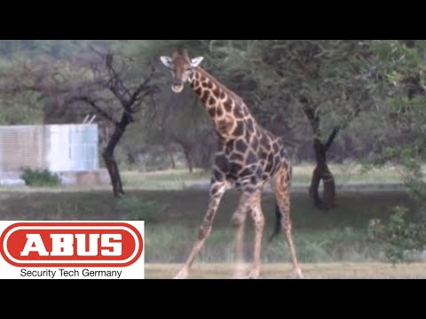 (215) Abus ZB Combination Padlock Bypass (and a Giraffe)