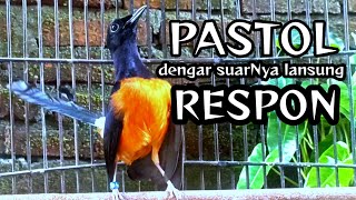 Download lagu PANCINGAN MURAI PASTOL AGAR CEPAT NGEPLONG mp3