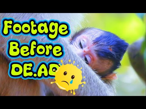 Shocking Footage😢 Too Weak Baby Astro Forced Away From His Mother💔 | Video Before It di.ed 😭