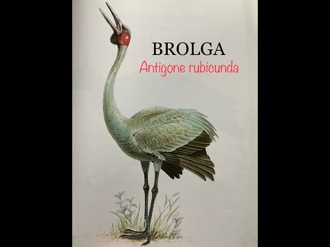 BROLGA (Antigone rubicunda) Bird Song