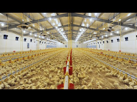 , title : 'Inside The Million Dollar Chicken Farm. Amazing Modern Chicks Poultry Farming Technology!'