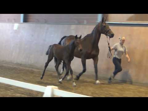 Dinken-Contender filly * 04/ 2016 for sale