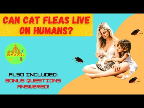 Can Cat fleas live on humans? | Can cat fleas live on dogs? | Are cat bites dangerous?