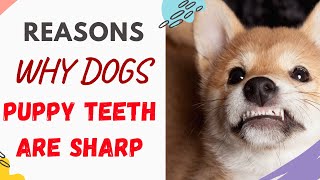 Why Are Puppy Teeth So Sharp: Reasons Explained and Answered